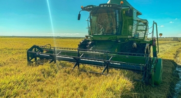 Imagem Com a colheita do arroz, conheça a origem dos principais grãos da Kiarroz