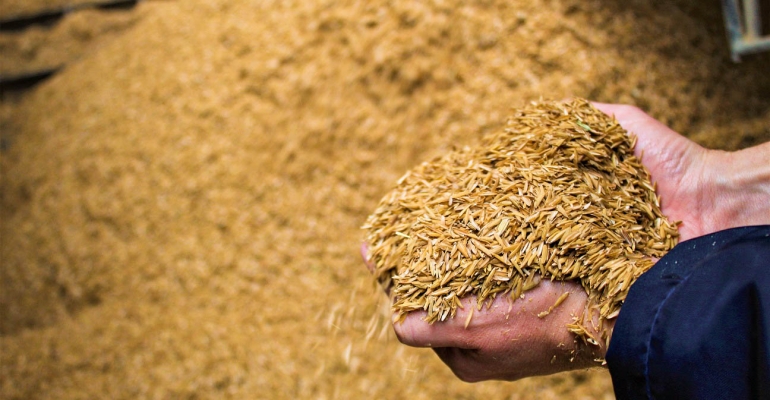 Virando energia, 31 mil toneladas de casca de arroz deixaram de ser descartadas em 2021