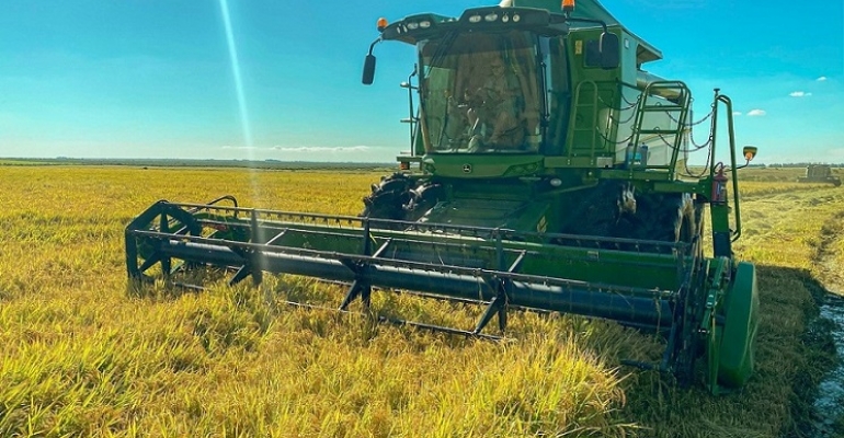 Com a colheita do arroz, conheça a origem dos principais grãos da Kiarroz